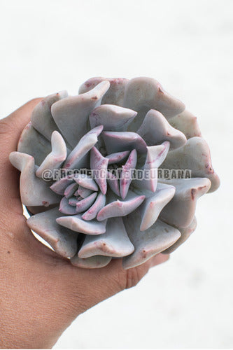 Frecuencia Verde Urbana Echeveria Misty Lilac Succulent Collection N° 8 0