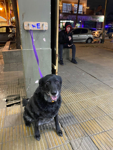 Estacionamiento Para Perros (x 4 Un.). Dog Parking 5