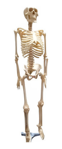 Mini Skeleton 85cm Height 0