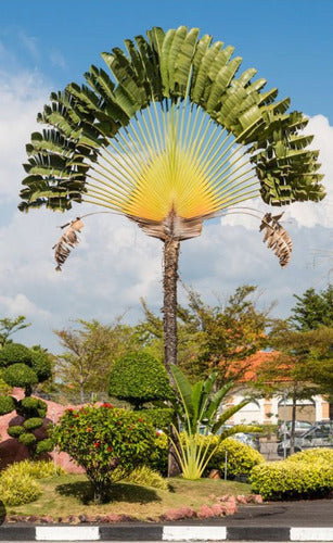 Ravenala Madagascariensis Árbol Del Viajero 3