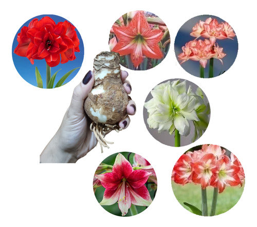 Holland Amaryllis Simples Exotico Novedad Gigante X 1 Bulbos-semilla 0