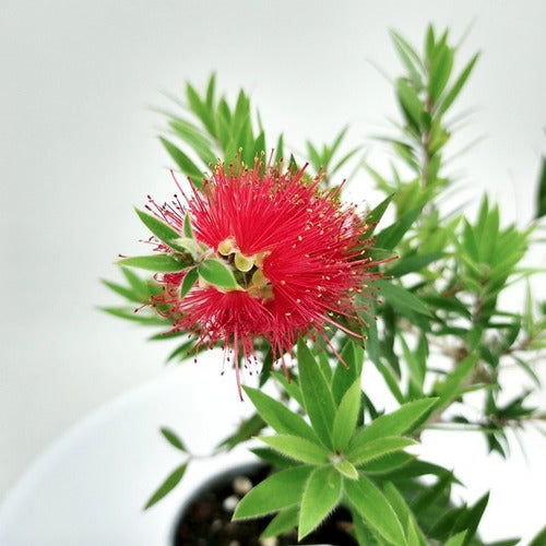 Bonsai Callistemon Planta 10 Años 35cm Maceta Esmaltada N3 1