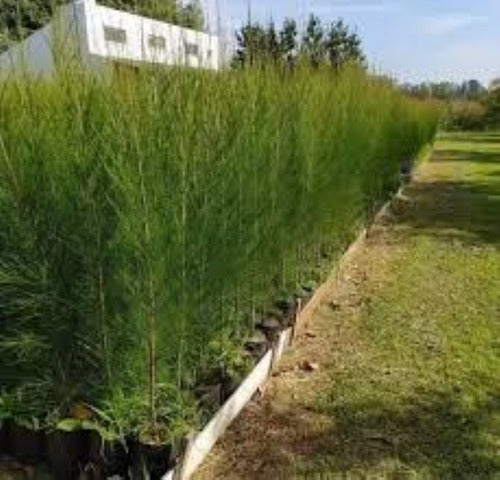 Casuarina Cunninghamiana 2 Mts. Pack X10 Unidades-envío 1