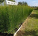 Casuarina Cunninghamiana 2 Mts. Pack X10 Unidades-envío 1