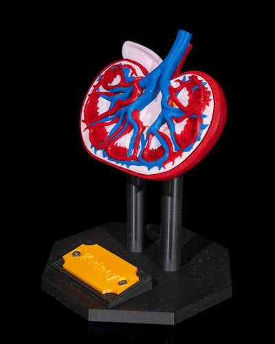 Generic Human Kidney Model 3