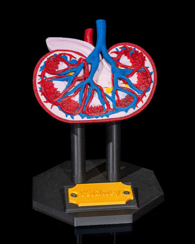 Generic Human Kidney Model 1