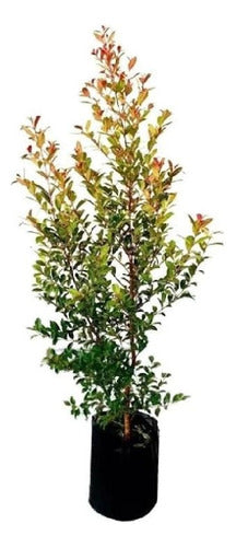 Eugenia 90/100 Cm Approx 3-Liter Pot Ideal for Live Hedge 0