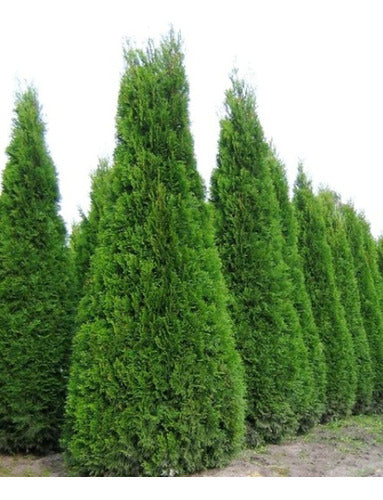 Thuja Occidentalis Fastigiata 0