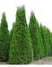 Thuja Occidentalis Fastigiata 0