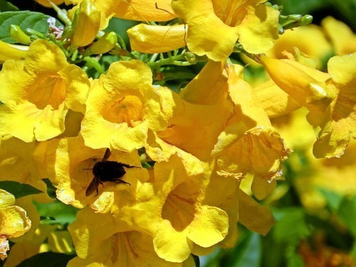 Guarán Amarillo (tecoma Stans) , Espectaculares ! 2