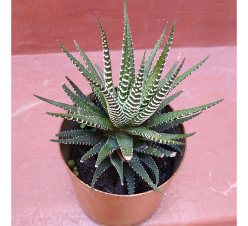 Haworthia (suculenta Cebra) 1