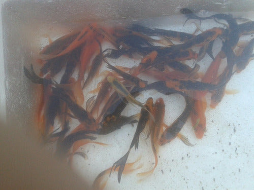 Peces Carpas Koi Brillantes, Veliferas 5 Cm 0