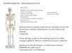 Educational Material - Mini Skeleton 85cm in Height 1