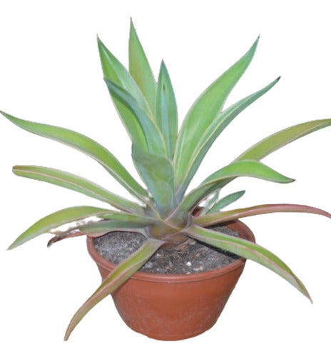 Planta Crasa Agave Desmetiana Variegata 0