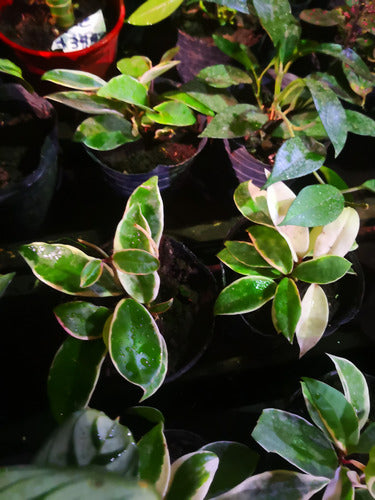 Planta De Hoya Variegada Carnosa Flor De Nacar Colgante Deco 3