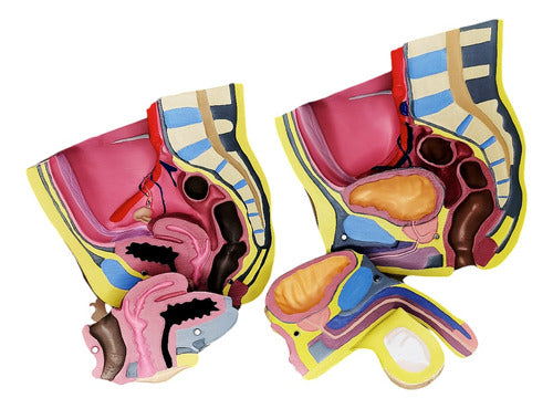 Corte Sagital De Pelvis 1