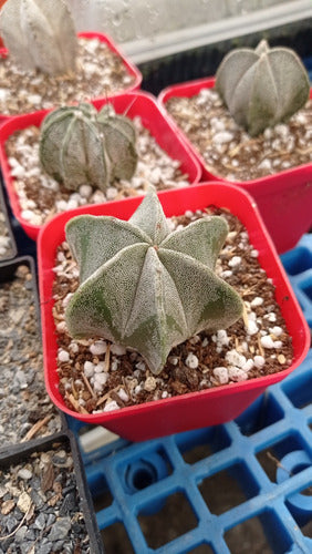 Tierra de Plantas Cactus Planta Astrophytum Grandecito 3