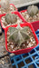 Tierra de Plantas Cactus Planta Astrophytum Grandecito 3