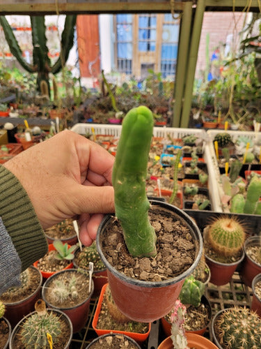 Trichocereus Bridgesii Monstruoso. Cactus Pennis. Único 1