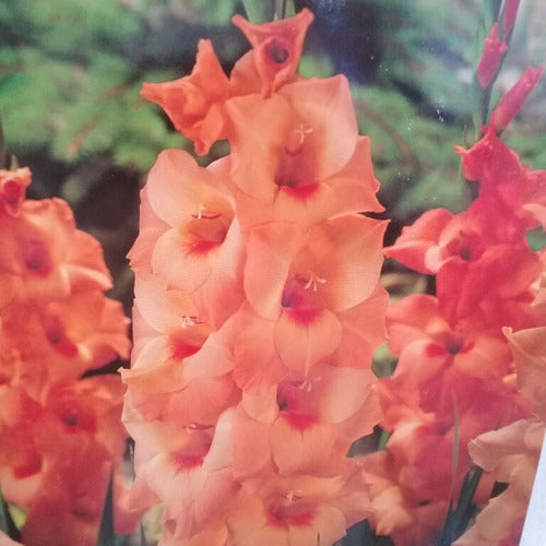 Generic Gladiolus Bulbs ×70 Units Imported from Holland 1