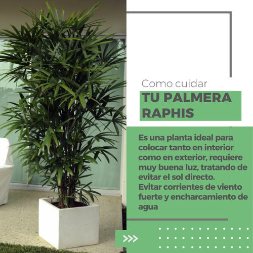 Cultivo & Deco Palmera Raphis 15l Interior/Exterior 1ª Calidad Decoración 2