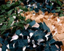 Ginsco Dark Green Camouflage Netting 1.5m X 2m 3