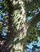 TROPICA Palo Borracho Rosado ! Ceiba Speciosa (Chorisia Speciosa) 6