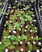 Easyplant SHT407-G2 Hydroponic Grower Plates - Set of 5 4