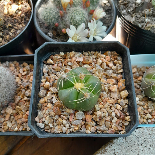 Gymnocalycium Horstii Cactus 2