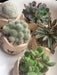 Cactus and Succulents Souvenirs 2