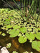 Floating Aquatic Plants 0