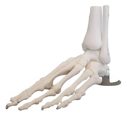 JMC 3D Anatomical Articulated Foot Model for Medical Study 0