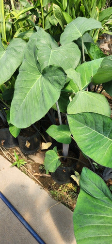 Alocasias, Colocasias, Xanthosomas ! Oreja De Elefante 1