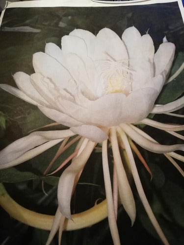 Dama De Noche,4 ,cactus Orquidea,epiphyllum O 4