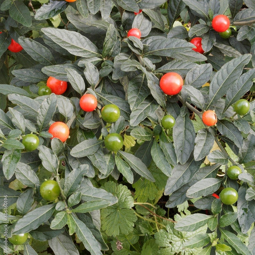 Tomatillo Cereza De Jerusalem Solanum Pseudocapsicum Nativa 1