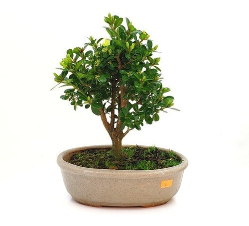 Bonsai Planta Buxus 12 Año 30cm Maceta Cerámica Esmaltada N4 0