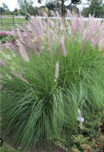 Pennisetum Fuzzy Ornamental Grass! 4