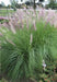 Pennisetum Fuzzy Ornamental Grass! 4