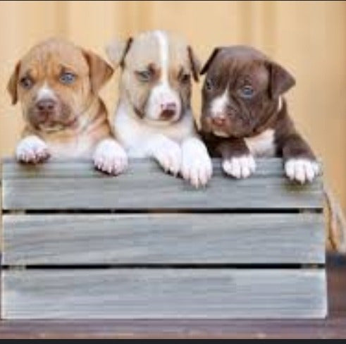 Pitbull Puppies for Sale - 45 Days Old 3