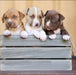 Pitbull Puppies for Sale - 45 Days Old 3