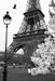 Fine Art Photo Print Eiffel Tower Black and White 50x70 cm 0