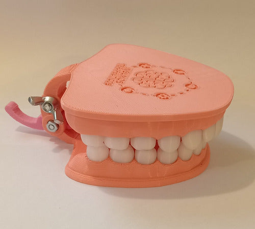 Articulated Educational Mouth Model 2