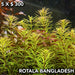 Rotala Mexicana Bangladesh Planta Natural Acuario Plantado. 0