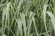 Miscanthus Sinensis 'cabaret', Gramínea Ornamental ! 4