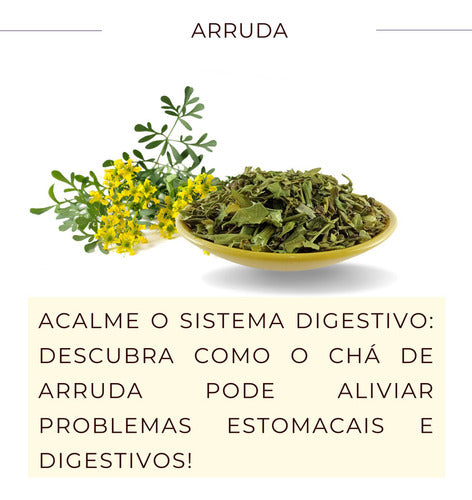 Chás De Arruda Verdadeira Ruta Graveolens Erva Natural 5