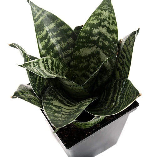 Combo 10 Plantas De Sansevieria Nana Sansiviera Enana. 1