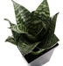 Combo 10 Plantas De Sansevieria Nana Sansiviera Enana. 1