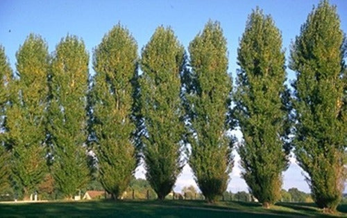 Plantas Para Cortinas  Y Cercos Vivos, Por Mayor ! 1