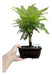 Bonsai Planta Jacaranda 12 Años 40cm En Maceta Esmaltada N4 0