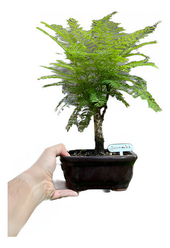 Bonsai Planta Jacaranda 12 Años 40cm En Maceta Esmaltada N4 0